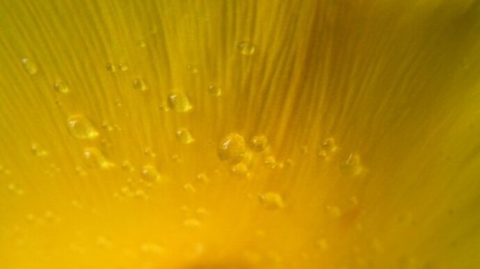 The Colour Yellow