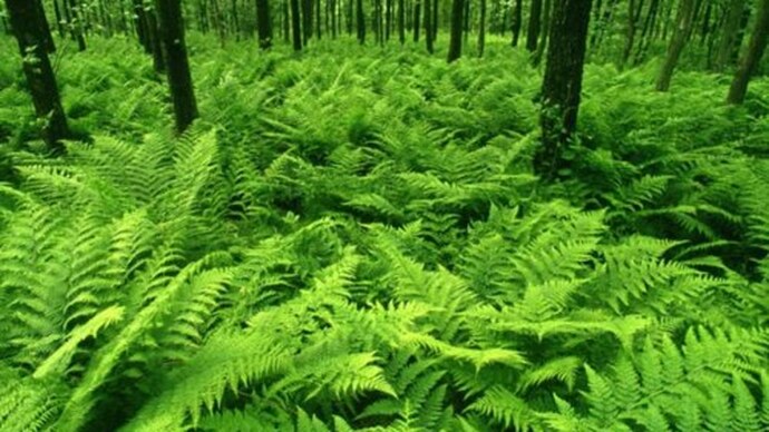 The Colour Green
