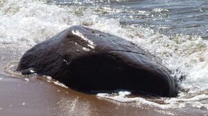 A Saturday Walk Along the Rocky Vidzeme Seashore