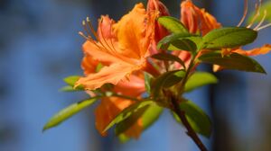 Rhododendrons in Bloom at Babīte