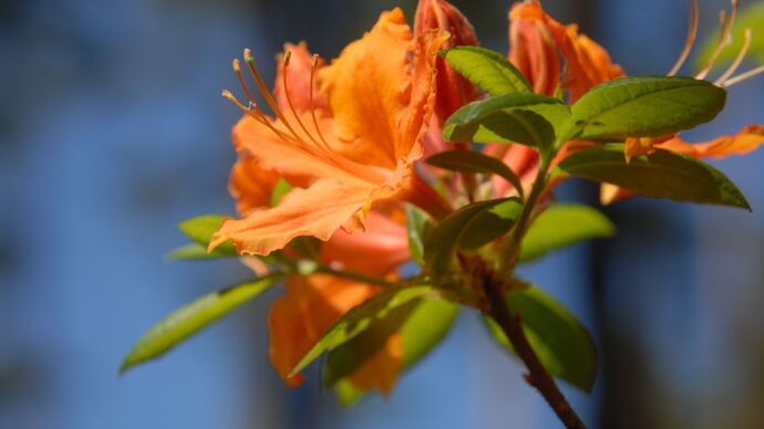 Rhododendrons in Bloom at Babīte