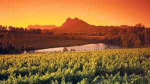 South African Wines