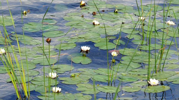 Midsummer at and on the Lakes of Ludza