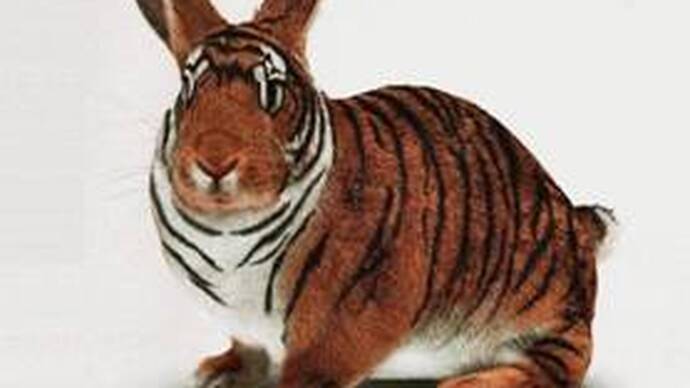 Sales Tiger