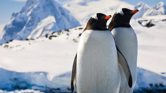 Let's Celebrate World Penguin Day!