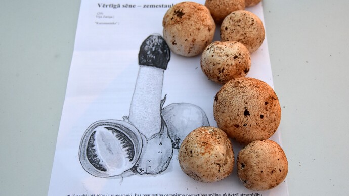 Common Stinkhorn or Phallus impudicus
