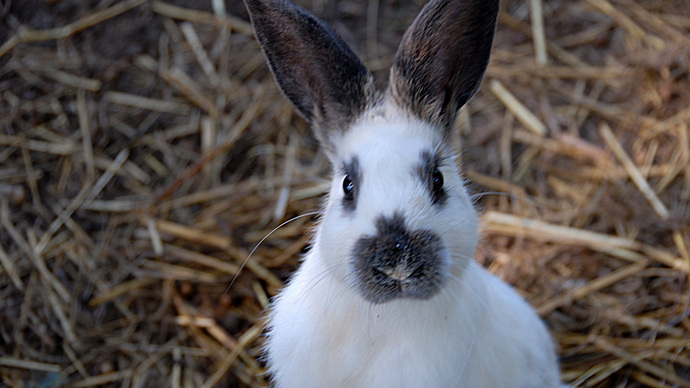 A Visit to the Rabbit Town