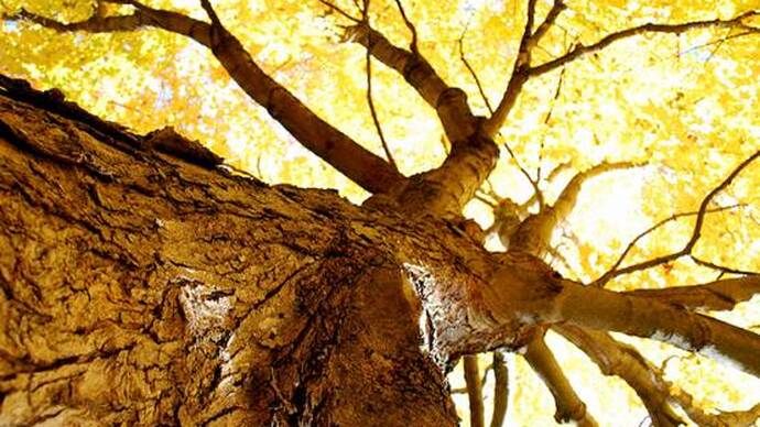Poetry by Aleksandrs Čaks on Autumn